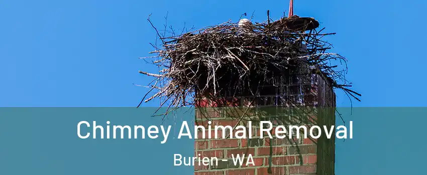  Chimney Animal Removal Burien - WA