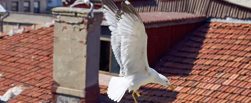 Residential Chimney Animal Removal Solution in Burien, WA
