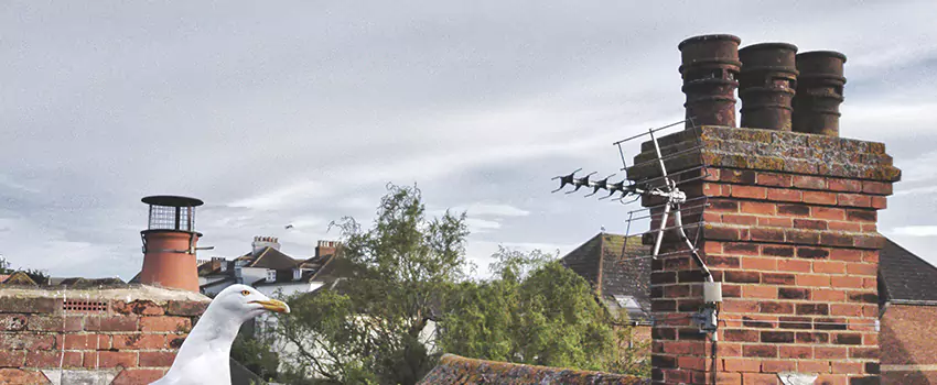 Chimney Cleaning And Restoration in Burien, Washington
